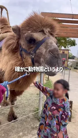 きっしーのTikTok投稿