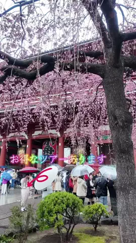 LittleBamboo.lsのTikTok投稿