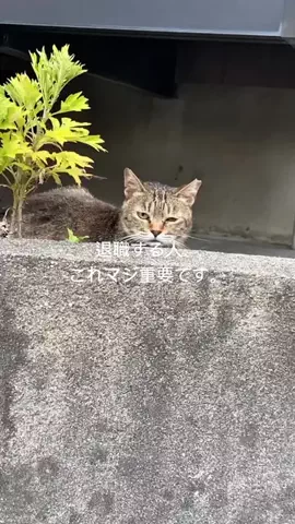 適応障害ちゃんの日記のTikTok投稿