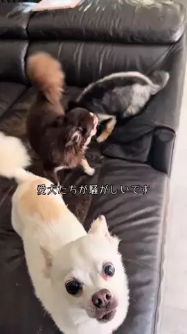 ここまる。🐶🎀のTikTok投稿