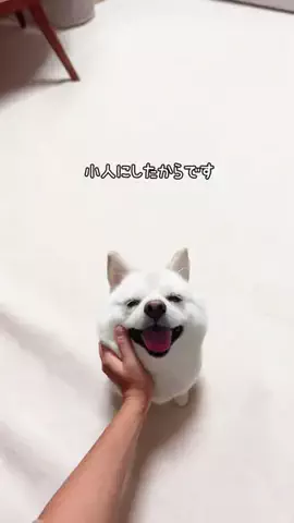 bellaver🐻‍❄️のTikTok投稿
