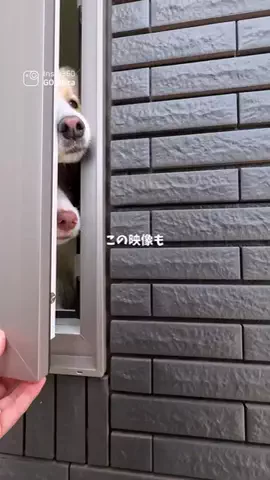 ルナとアリスのTikTok投稿