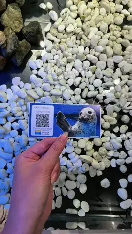 弥桜🌸/日本の水族館を巡る旅🪼のTikTok投稿