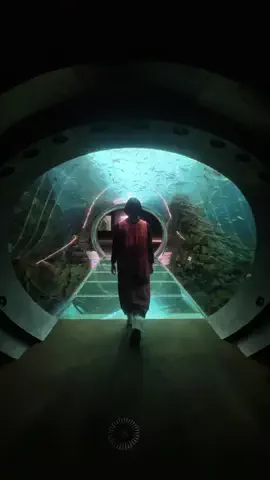 弥桜🌸/日本の水族館を巡る旅🪼のTikTok投稿