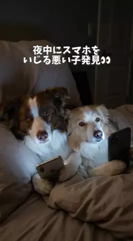 ルナとアリスのTikTok投稿