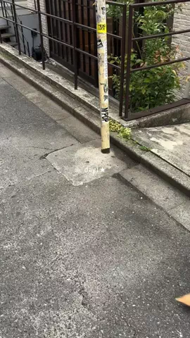 モエのTikTok投稿