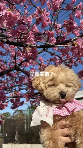 マルプー モコのTikTok投稿