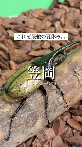 はれぱぱ｜岡山おでかけのTikTok投稿