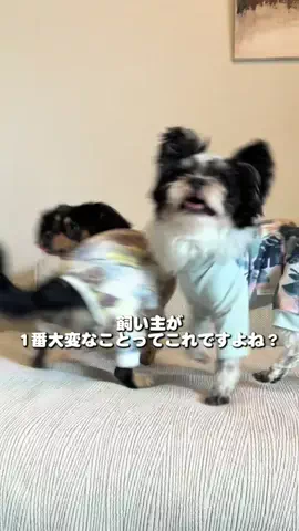 いなり🦊 【ダワワ】チワックスのTikTok投稿