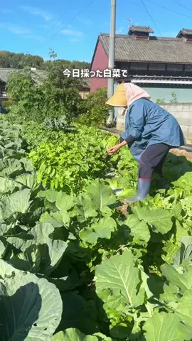 nao_yasasii_gohanのTikTok投稿