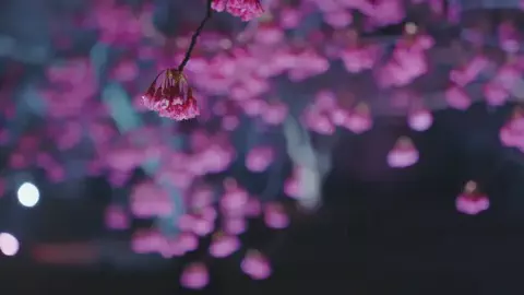 r_films_のTikTok投稿