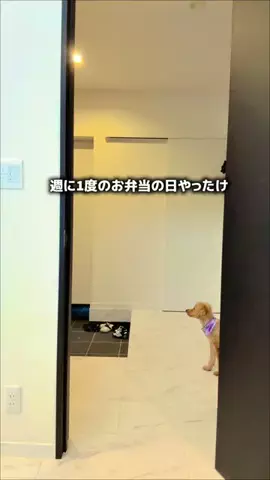 ほぼ専業主婦のTikTok投稿