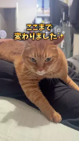 まだ彼氏に慣れない猫 かくおのTikTok投稿