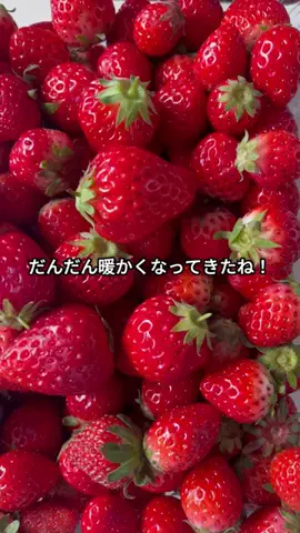 愛媛グルメ／EHIME SELECTのTikTok投稿