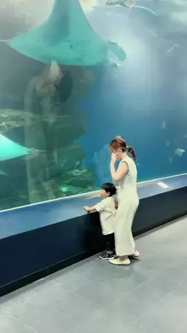 coalaのTikTok投稿
