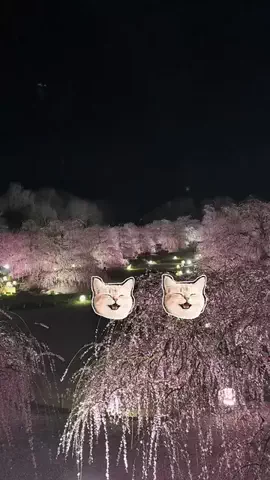 マーケOL浜辺のTikTok投稿
