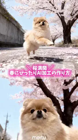 北海道のポメみるちのTikTok投稿
