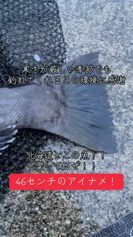 Muranaka 【北海道の魚に魅せられて】のTikTok投稿