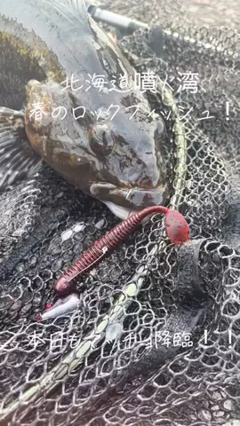 Muranaka 【北海道の魚に魅せられて】のTikTok投稿