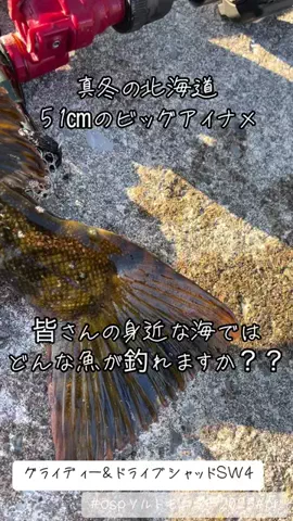 Muranaka 【北海道の魚に魅せられて】のTikTok投稿
