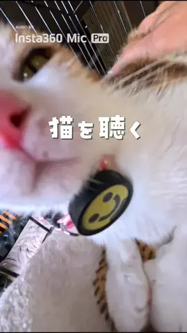 チーム猫松本家のTikTok投稿
