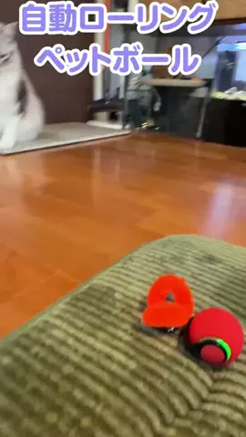 生き物大好き少年のTikTok投稿