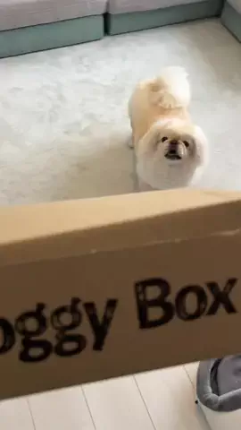 まめこむ🐶🐶のTikTok投稿