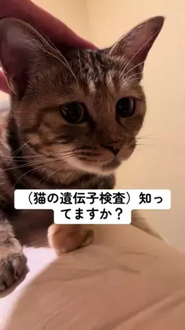 猫グッズ正直レビューのTikTok投稿