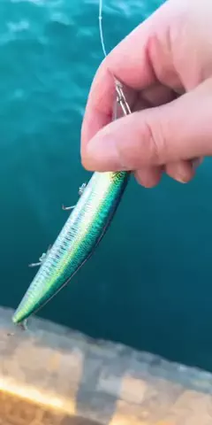 マック［Mac Fishing］のTikTok PR投稿：本日も配信中にサゴシをGET#釣り #ＯＳＰソルトモニター20…