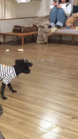 なご⌇築30年賃貸の心地よい暮らしのTikTok投稿