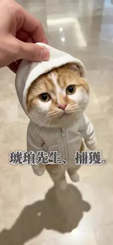 ギズモと琥珀のTikTok投稿