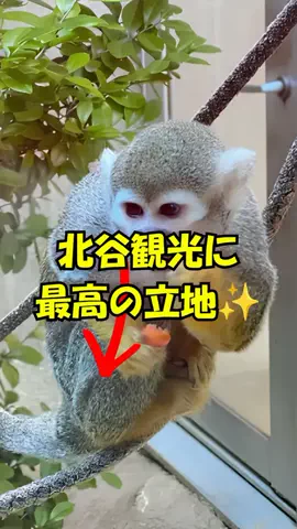おっきー 🍍沖縄人のTikTok投稿