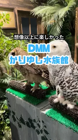 おっきー 🍍沖縄人のTikTok投稿