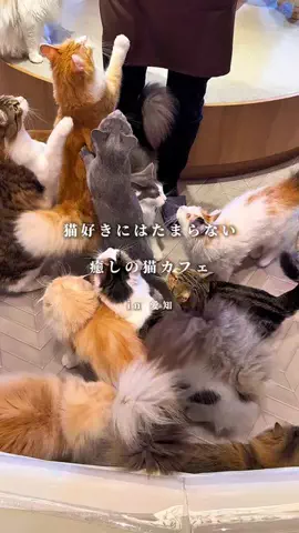 愛知おでかけ日記のTikTok投稿