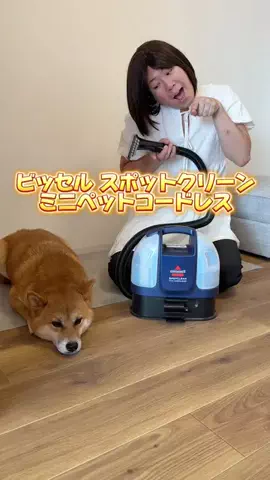 チワワの、のぶなが【飼い主と犬がおもしろすぎる】のTikTok投稿
