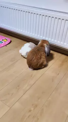 🐰たれみみ稲荷🐰のTikTok投稿