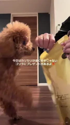 gorira_inuのTikTok投稿