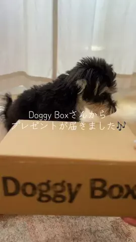 犬日記のTikTok投稿