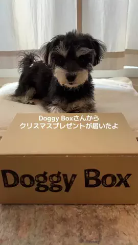 犬日記のTikTok投稿