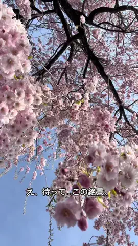 旅子ちゃんのTikTok投稿
