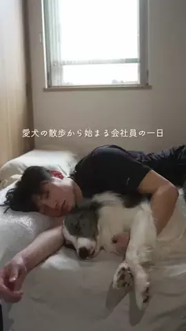 まさ” ボーダーコリーとふたり暮らし”のTikTok投稿