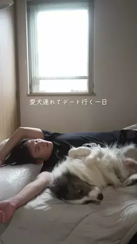 まさ” ボーダーコリーとふたり暮らし”のTikTok投稿