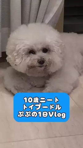 ぷぷのTikTok投稿