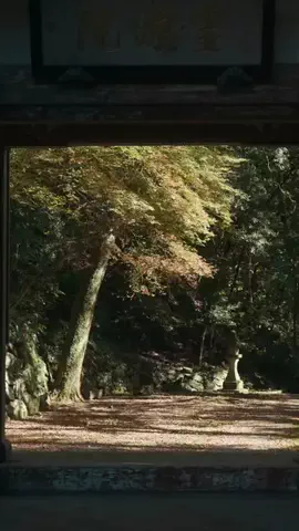 長崎市公式アカウントのTikTok投稿
