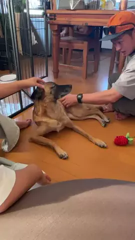 元野犬のアキのTikTok投稿