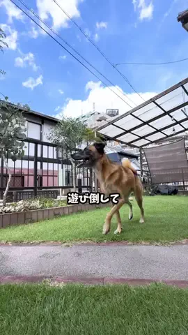 元野犬のアキのTikTok投稿
