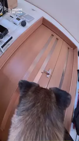 元野犬のアキのTikTok投稿