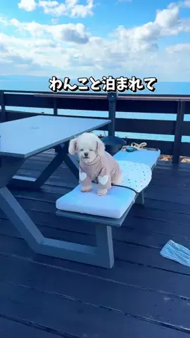 わんこと福岡のTikTok投稿