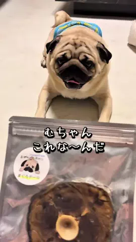 パグのむさしのTikTok投稿