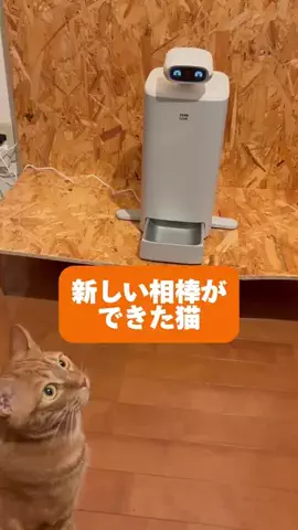 ぽんずの日常のTikTok投稿